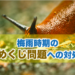 梅雨時期のなめくじ問題への対処法